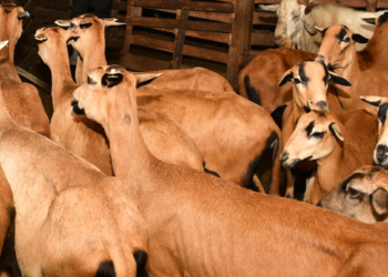 Feed, forage crisis sends livestock farmers scrambling