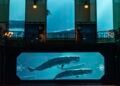Monaco Oceanographic Museum wins international award for immersive ocean experience – NEWS.MC