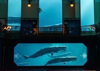 Monaco Oceanographic Museum wins international award for immersive ocean experience – NEWS.MC