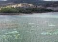 Project targets abandoned seamoss farms, pilots alternative cultivation system