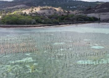 Project targets abandoned seamoss farms, pilots alternative cultivation system