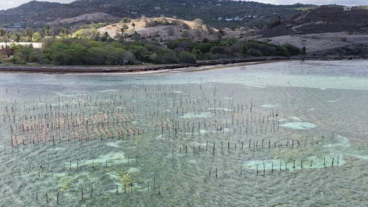 Project targets abandoned seamoss farms, pilots alternative cultivation system