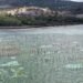 Project targets abandoned seamoss farms, pilots alternative cultivation system