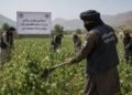 UNODC reaffirms support for Afghanistan in drug control efforts – Pajhwok Afghan News