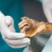 The microbes of Ötzi, the iceman, awaken thousands of years after his death | Science