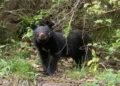 Japan flags record bear casualties as public safety threat deepens