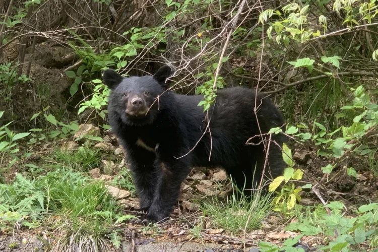 Japan flags record bear casualties as public safety threat deepens