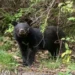 Japan flags record bear casualties as public safety threat deepens