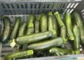 (MARKET PRICES) When Zucchini Goes Wild: Why Growers Pick Them Every Day