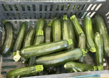 (MARKET PRICES) When Zucchini Goes Wild: Why Growers Pick Them Every Day