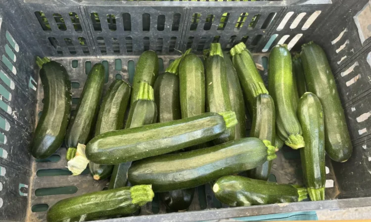 (MARKET PRICES) When Zucchini Goes Wild: Why Growers Pick Them Every Day