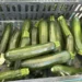 (MARKET PRICES) When Zucchini Goes Wild: Why Growers Pick Them Every Day
