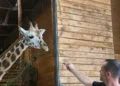 Long-legged and long-necked Pietruška arrived in Ljubljana from Warsaw