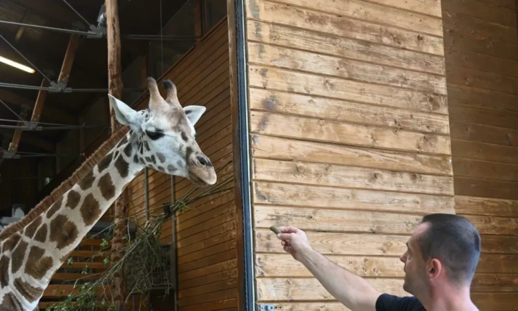 Long-legged and long-necked Pietruška arrived in Ljubljana from Warsaw