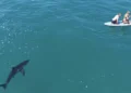 (VIDEO) Incredible scene: a great white shark followed two rowers