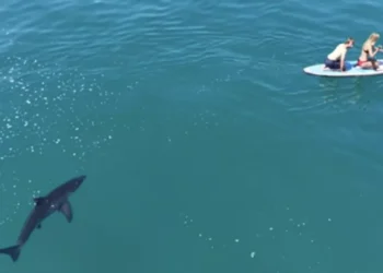 (VIDEO) Incredible scene: a great white shark followed two rowers