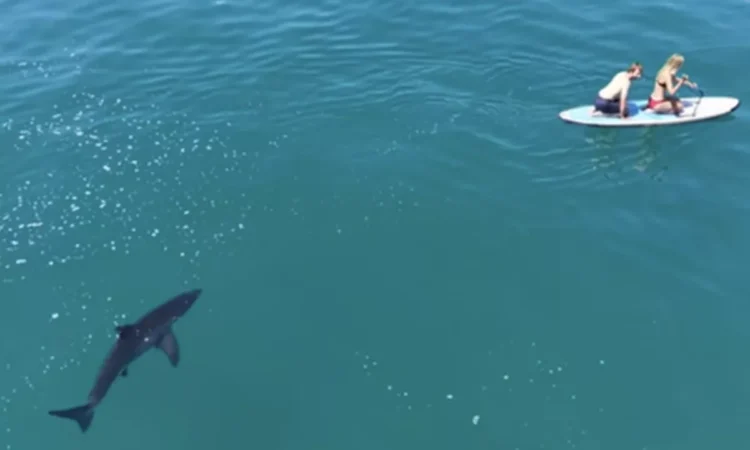 (VIDEO) Incredible scene: a great white shark followed two rowers