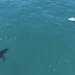 (VIDEO) Incredible scene: a great white shark followed two rowers