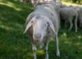 Around 90 sheep died in Posočje: it is assumed that the animals were struck by lightning
