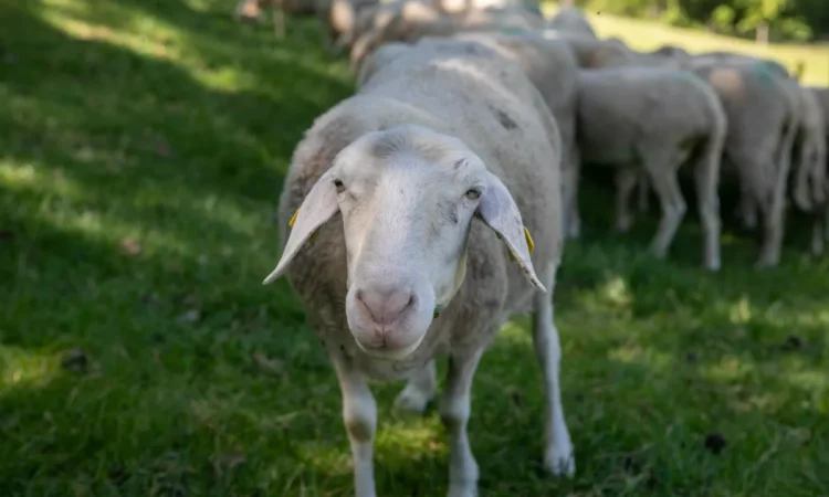 Around 90 sheep died in Posočje: it is assumed that the animals were struck by lightning