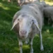 Around 90 sheep died in Posočje: it is assumed that the animals were struck by lightning