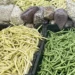 High beans impress with their taste