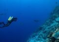 Ujelang Atoll shows signs of recovery after decades of nuclear exile