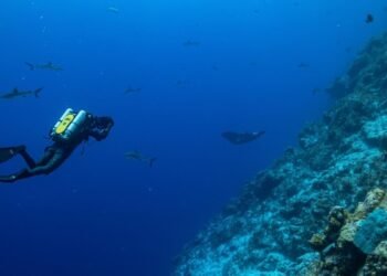 Ujelang Atoll shows signs of recovery after decades of nuclear exile