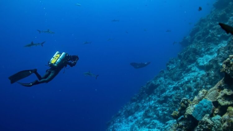 Ujelang Atoll shows signs of recovery after decades of nuclear exile