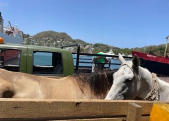 Bonanza Stables owner alleges Government wrongly euthanised imported horses