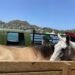 Bonanza Stables owner alleges Government wrongly euthanised imported horses