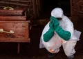 Three Ebola vaccines are being developed amid growing fears of the outbreak spreading