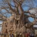 While other giants collapsed, he managed to stay standing: 20 people were needed to surround his body