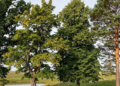 Do not plant these trees in your garden: They attract them like a magnet.
