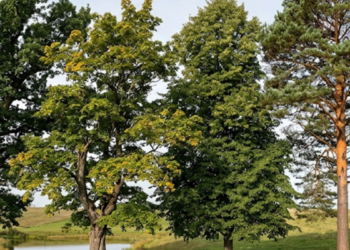 Do not plant these trees in your garden: They attract them like a magnet.