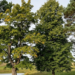 Do not plant these trees in your garden: They attract them like a magnet.