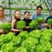 Agriculture can still be Sabah’s economic engine