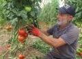 Summer harvest of tomatoes has begun: The price increases 7 times from the field to the market