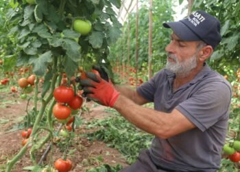 Summer harvest of tomatoes has begun: The price increases 7 times from the field to the market