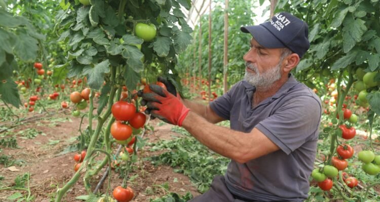 Summer harvest of tomatoes has begun: The price increases 7 times from the field to the market