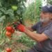 Summer harvest of tomatoes has begun: The price increases 7 times from the field to the market