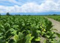 Azerbaijan’s agricultural sector gains traction in 5M2026