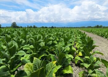 Azerbaijan’s agricultural sector gains traction in 5M2026