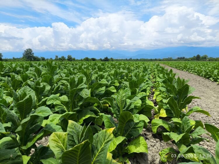 Azerbaijan’s agricultural sector gains traction in 5M2026