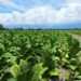 Azerbaijan’s agricultural sector gains traction in 5M2026