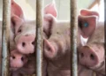 Activists should pay a fine after breaking into a pig farm