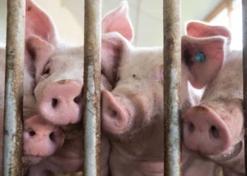 Activists should pay a fine after breaking into a pig farm