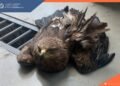 The injured eagle was helped