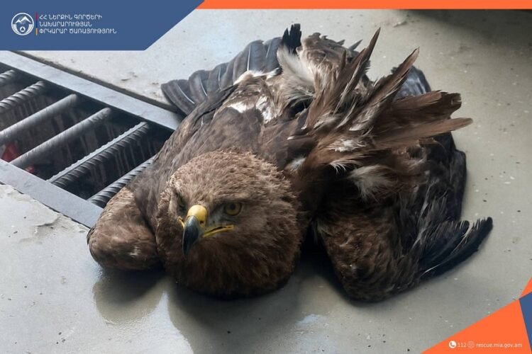 The injured eagle was helped