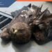 The injured eagle was helped